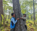 Indigenous People Lead the Way:Why Local Communities Participate in REDD+ Vegetation Surveys