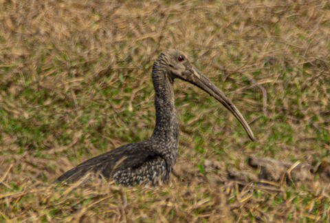 Population Census Increase Underscores the Value of Lomphat as a Stronghold for the Giant Ibis.