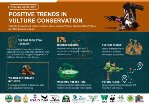 Cambodia Vulture Working Group’s 2023 Annual Report Reveals Positive Trends in Vulture Conservation and Celebrates International Vulture Awareness Day