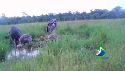 Sarus Crane Conservation Update: 9 Sarus Crane chicks successful hatched in Lomphat Wildlife Sanctuary​ in 2024