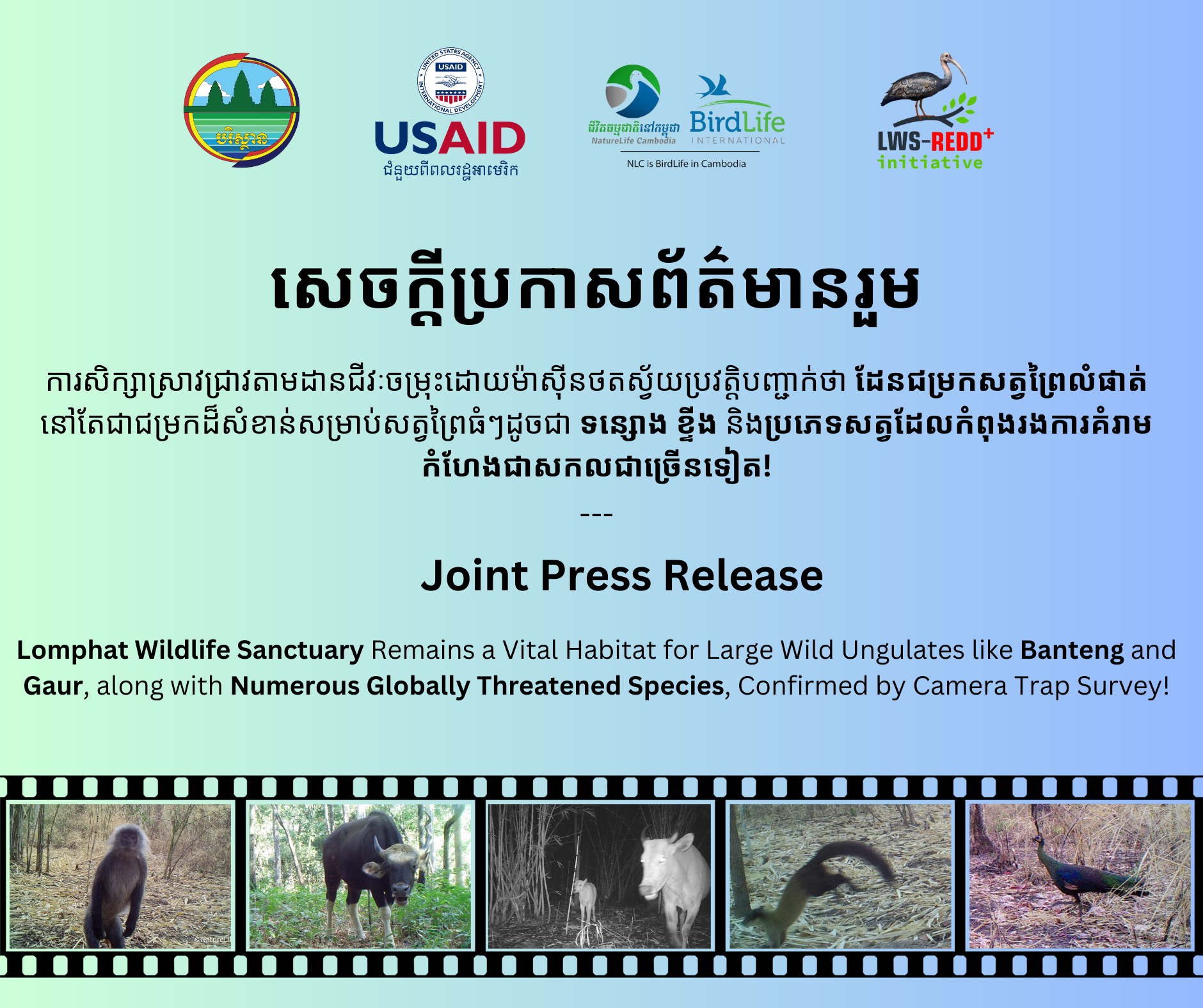 Lomphat Wildlife Sanctuary Remains a Vital Habitat for Large Wild
