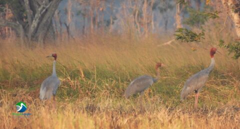 Lomphat Spots 22 Sarus Cranes in December 2024 – A Record-Breaking Count for this nesting site