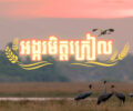 ការដាក់បង្ហាញខ្សែភាពយន្តខ្លីស្តីពី “ស្រូវមិត្តក្រៀល” ដើម្បីចូលរួមអបអរទិវាសត្វស្លាបទេសន្ដរប្រវេសន៍ពិភពលោកឆ្នាំ២០២៥