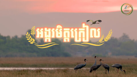 ការ​ដាក់បង្ហាញខ្សែ​ភាពយន្តខ្លីស្តីពី “ស្រូវមិត្តក្រៀល” ដើម្បី​ចូលរួមអបអរ​ទិវា​សត្វស្លាបទេសន្ដរប្រវេសន៍ពិភពលោក​ឆ្នាំ២០២៥