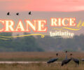 Launch of the Crane Rice documentary celebrates the theme of 2025 World Migratory Bird Day