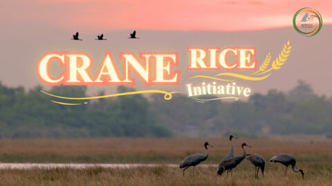 Launch of the Crane Rice documentary celebrates the theme of 2025 World Migratory Bird Day
