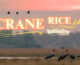Launch of the Crane Rice documentary celebrates the theme of 2025 World Migratory Bird Day