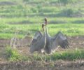 The 2025 Sarus Crane census recorded the highest figure since 2020