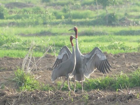 The 2025 Sarus Crane census recorded the highest figure since 2020