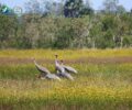 Crane Rice fields start welcome the families of Sarus Cranes