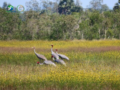 Crane Rice fields start welcome the families of Sarus Cranes