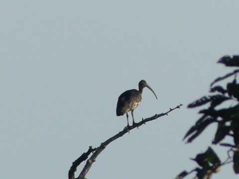 Nine Giant Ibis Chicks Hatched Successfully in Lomphat Wildlife Sanctuary
