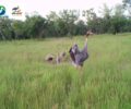 Sarus Crane Breeding Success in Lomphat Wildlife Sanctuary