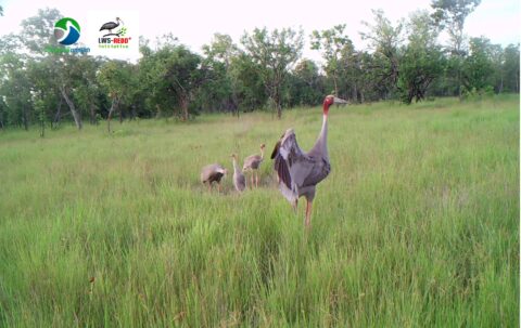 Sarus Crane Breeding Success in Lomphat Wildlife Sanctuary