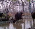 Trapaeng in Lomphat Wildlife Sanctuary play key role in supporting endangered species