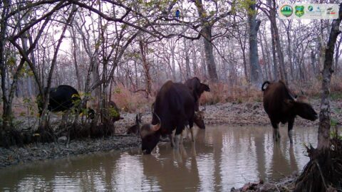 Trapaeng in Lomphat Wildlife Sanctuary play key role in supporting endangered species