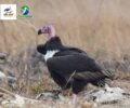 Vulture restaurant at Lomphat REDD+ project site always welcome red headed vulture
