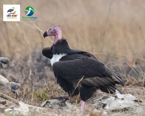 Vulture restaurant at Lomphat REDD+ project site always welcome red headed vulture