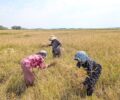83% of farmers complied with crane rice criteria