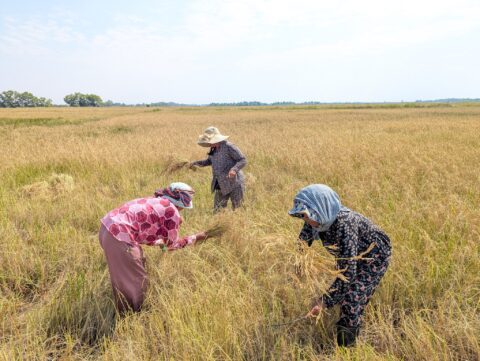 83% of farmers complied with crane rice criteria