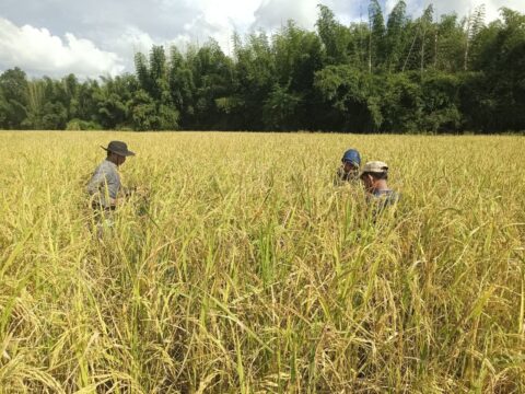 Organic rice certification was provide to 134 farmers in Lomphat REDD+ project