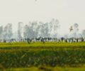 Result of 2026 Asian Waterbird Census in Boeng Prek Lpov and Anlung Pring Protected Landscapes