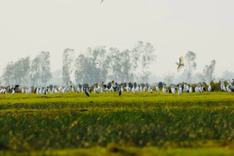 Result of 2026 Asian Waterbird Census in Boeng Prek Lpov and Anlung Pring Protected Landscapes