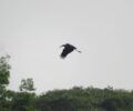 Re-sighting of the Lesser Adjutant