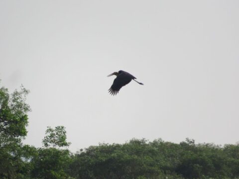 Re-sighting of the Lesser Adjutant