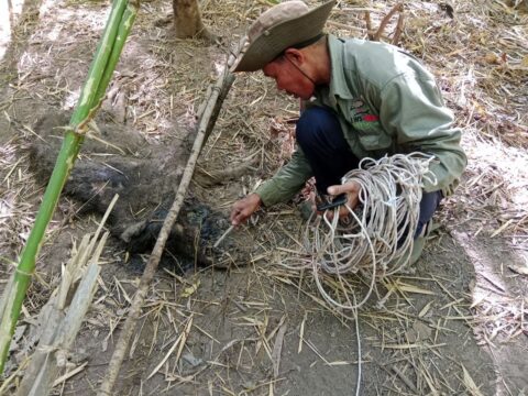 World Wildlife Day: Lomphat Wildlife Sanctuary REDD+ project committed to cease snaring
