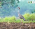 International Day for Biodiversity 2026,Result of bird survey confirmed that at least 308 species are present in Lomphat Wildlife Sanctuary