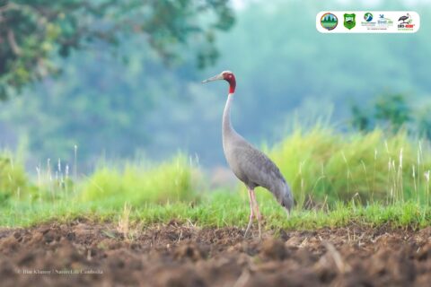 International Day for Biodiversity 2026,Result of bird survey confirmed that at least 308 species are present in Lomphat Wildlife Sanctuary