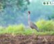 International Day for Biodiversity 2026,Result of bird survey confirmed that at least 308 species are present in Lomphat Wildlife Sanctuary