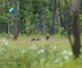 White-rumped Vulture Returns to Lomphat Wildlife Sanctuary After Years of Absence