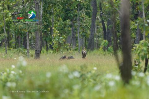 White-rumped Vulture Returns to Lomphat Wildlife Sanctuary After Years of Absence