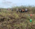 Controlling Giant Mimosa (Mimosa pigra) to Restore Wetland Habitat in Boeng Prek Lpov Protected Landscape