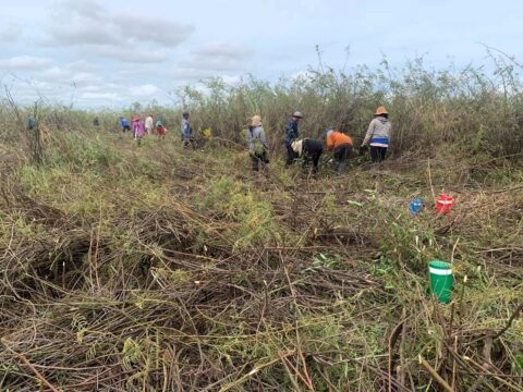 Controlling Giant Mimosa (Mimosa pigra) to Restore Wetland Habitat in Boeng Prek Lpov Protected Landscape