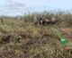 Controlling Giant Mimosa (Mimosa pigra) to Restore Wetland Habitat in Boeng Prek Lpov Protected Landscape