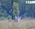 Three Sarus Crane nest found in Lomphat Wildlife Sanctuary in the early breeding season