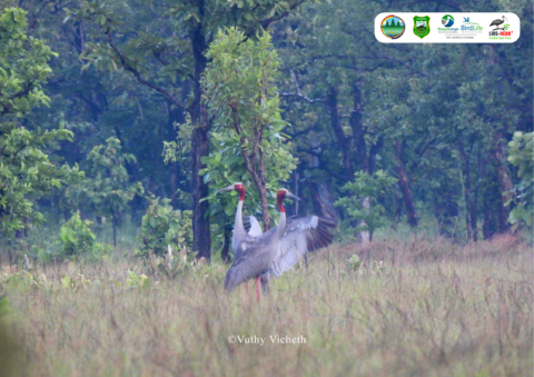 Three Sarus Crane nest found in Lomphat Wildlife Sanctuary in the early breeding season