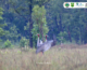 Three Sarus Crane nest found in Lomphat Wildlife Sanctuary in the early breeding season