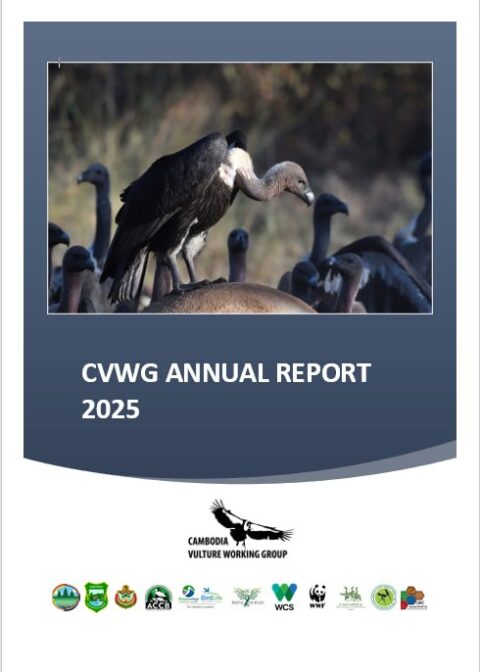 PRESS RELEASE: Celebrating International Vulture Awareness Day: Encouraging Signs for Cambodia’s Vultures Reinforce the Need for Sustained Conservation Action