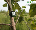 Lomphat REDD+ Project Uses AudioMoth to Enhance Ibis Monitoring