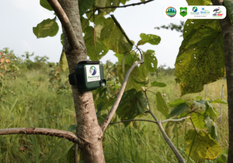 Lomphat REDD+ Project Uses AudioMoth to Enhance Ibis Monitoring